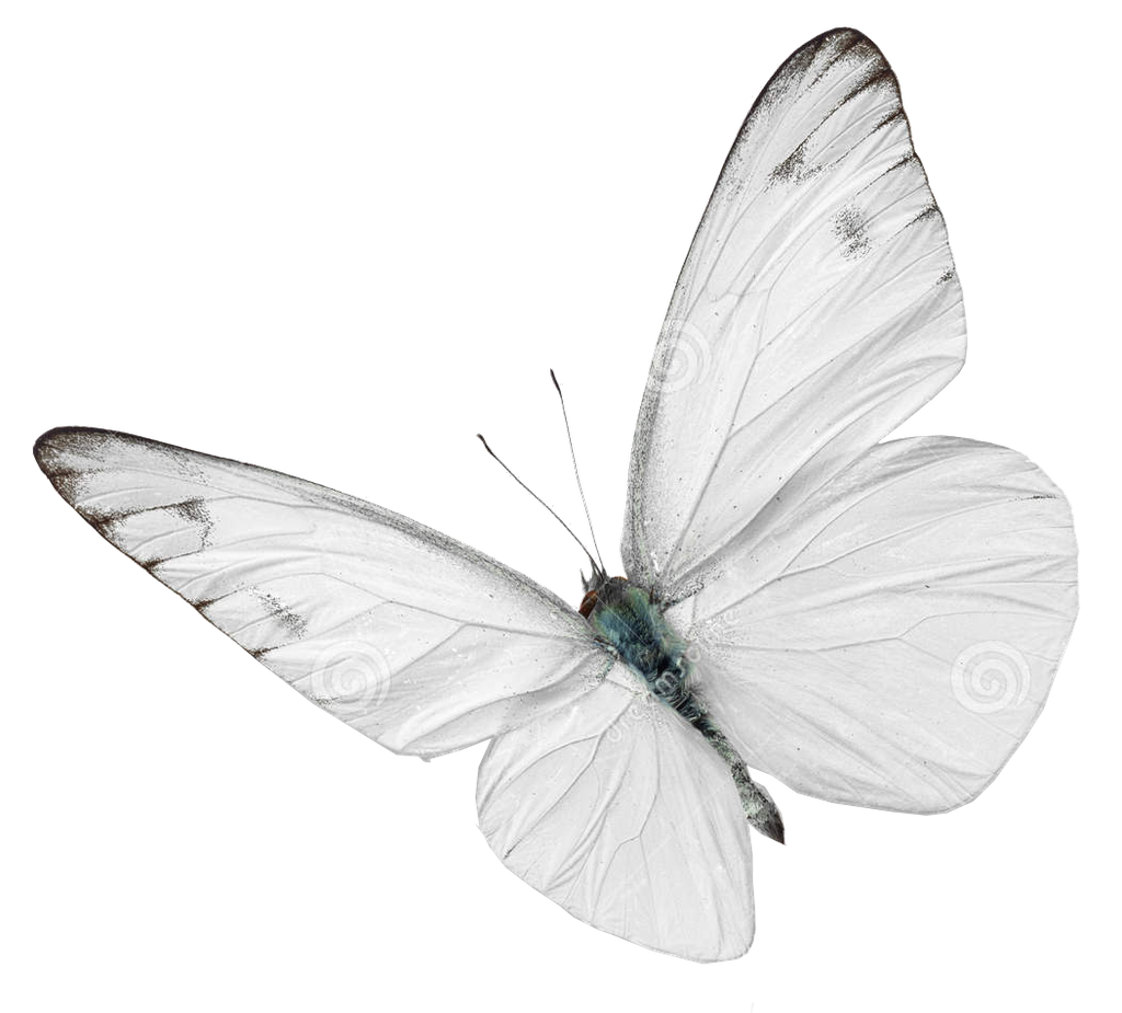 Mariposa de Liberación