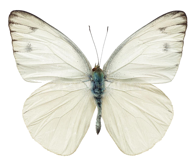 Especie de Mariposa