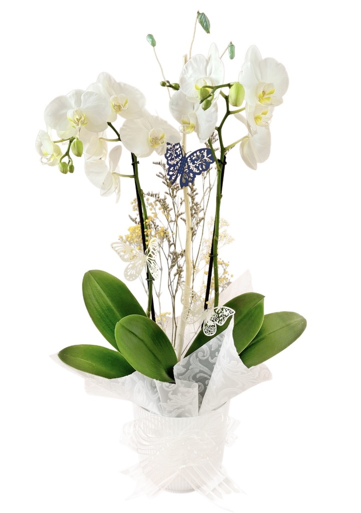 Orquidea de dos tallos