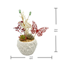 Natural + Crisalida de Mariposa