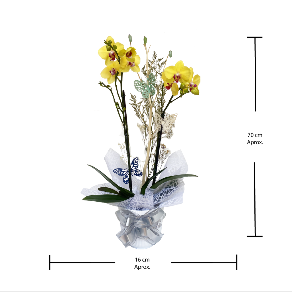 Orquidea de dos tallos