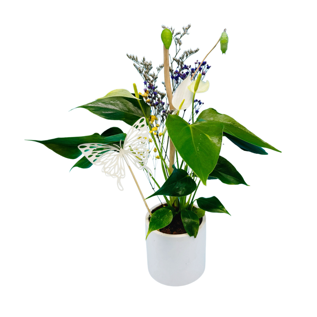 Transición (Anturio)