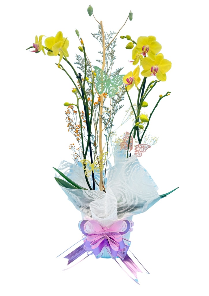 Orquídea de dos tallos